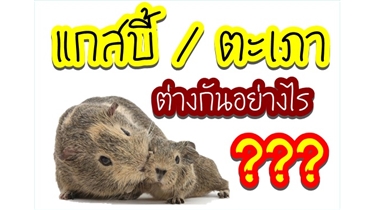 แกสบี้กับตะเภาแตกต่างกันอย่างไร